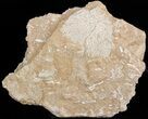 Ordovician Bryozoans (Chasmatopora) Plate - Estonia #47456-1